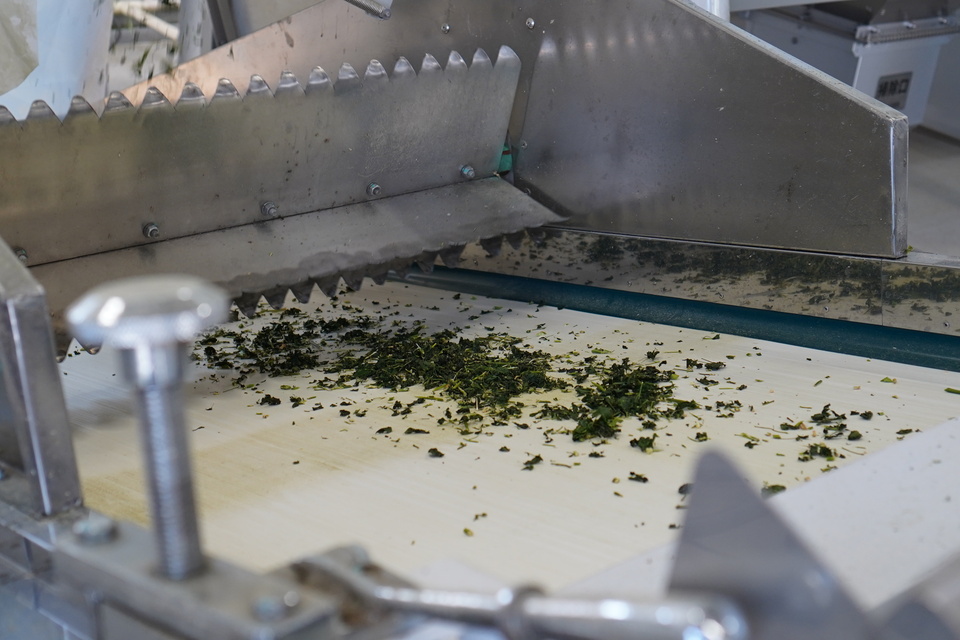 無農薬・無化学肥料栽培＜毎日のモリンガ緑茶＞知覧茶製法・無添加・朝摘み