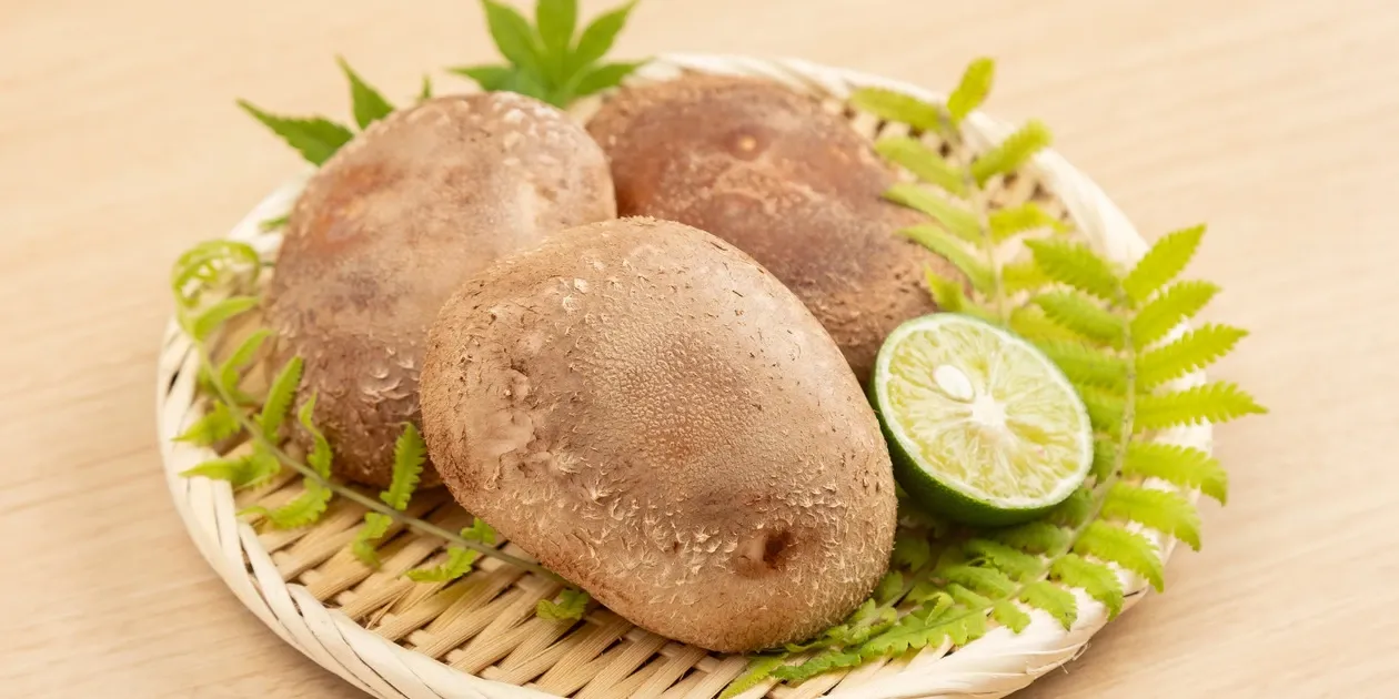 徳島県産希少品種 三ツ星しいたけ恵 徳島椎茸ファーム (徳島県産