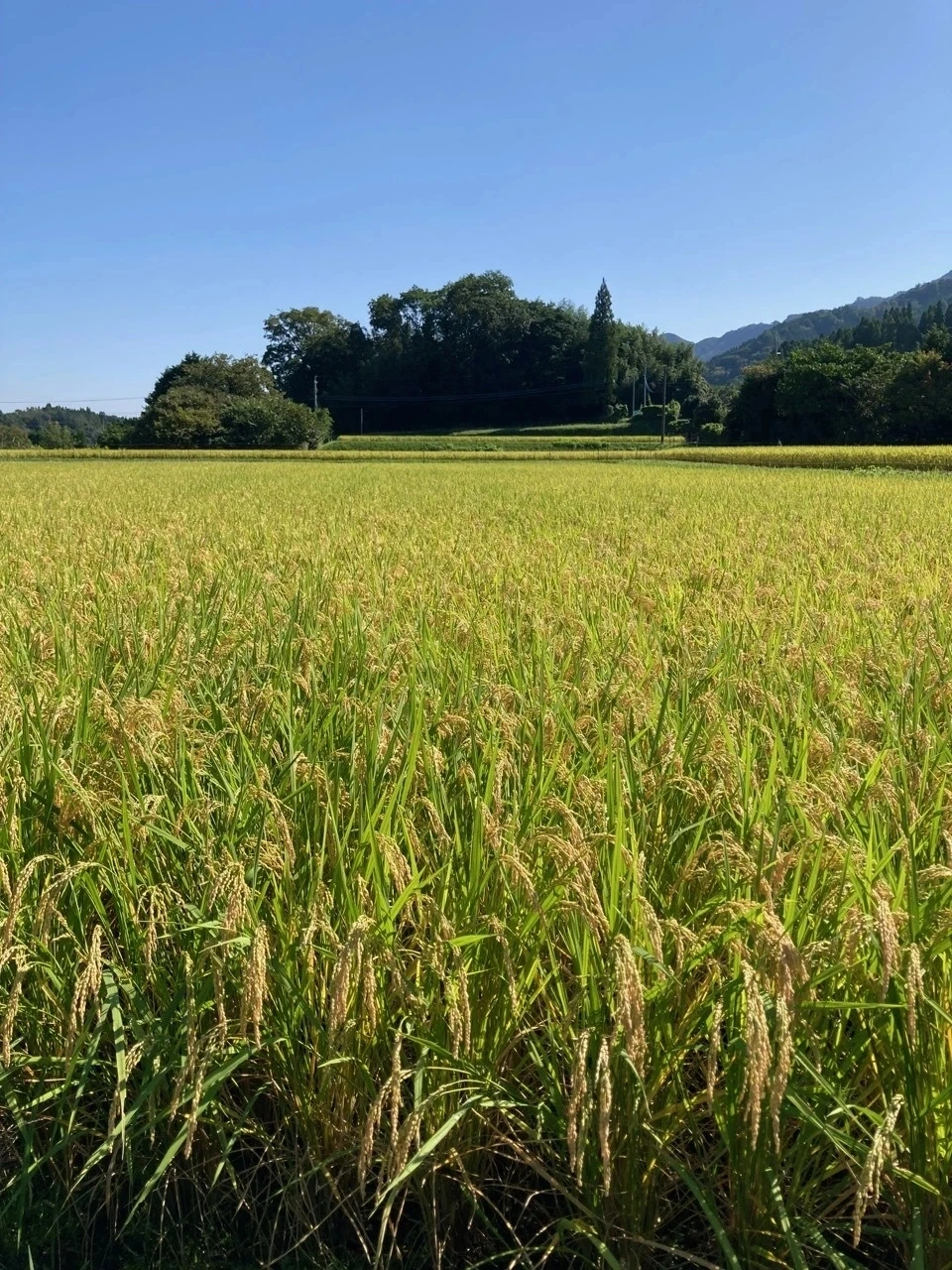 【あけぼの】あっさり軽やか!!令和7年度産 農薬・放射能・カドミウム不検出証明有り ※紙袋梱包