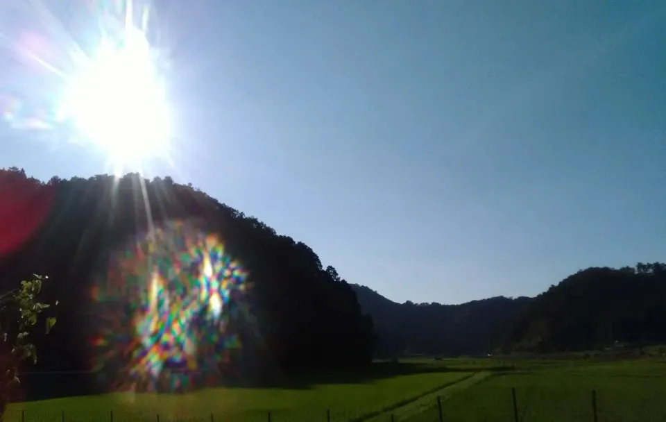天日干し自然栽培米＜令和7年産旭一号＞兵庫県豊岡市産・稲架かけ