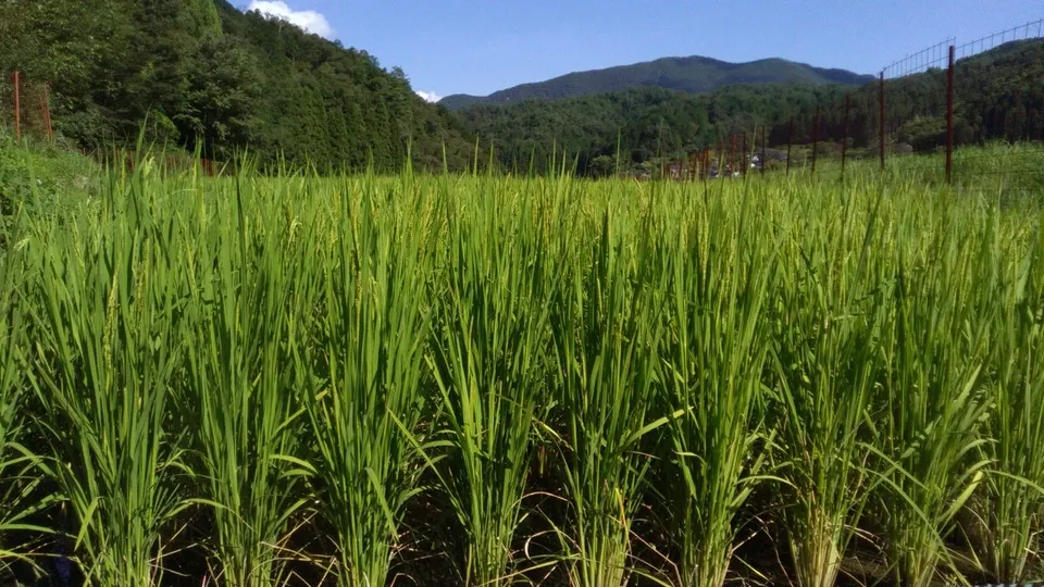 天日干し自然栽培米＜令和7年産旭一号＞兵庫県豊岡市産・稲架かけ