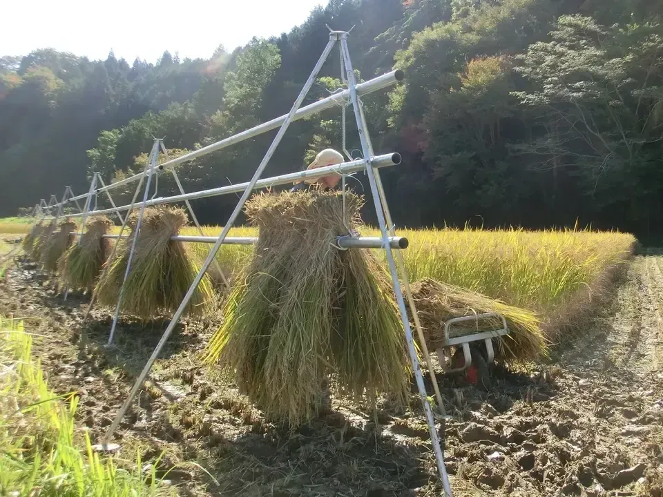令和7年産 自然栽培米 10kg【旭一号】無農薬無肥料 手植え 手刈り 掛け干し 幻のお米 旭1号 無農薬無肥料栽培 天日干し 玄米です20kg(5kg×4個