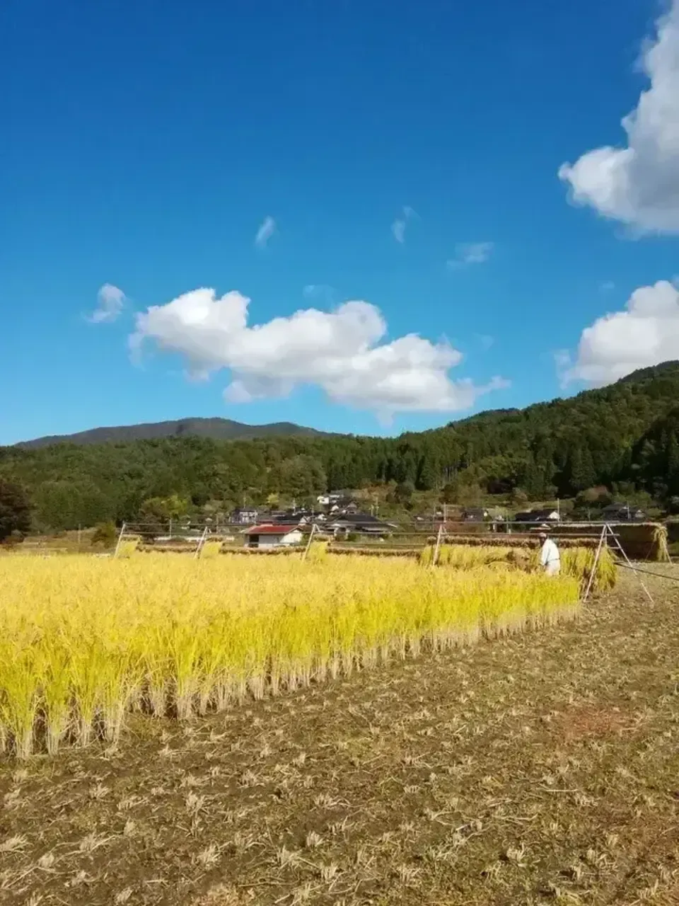 令和7年産　自然栽培米　10kg【旭一号】無農薬無肥料 手植え 手刈り 掛け干し 251222163604.webp