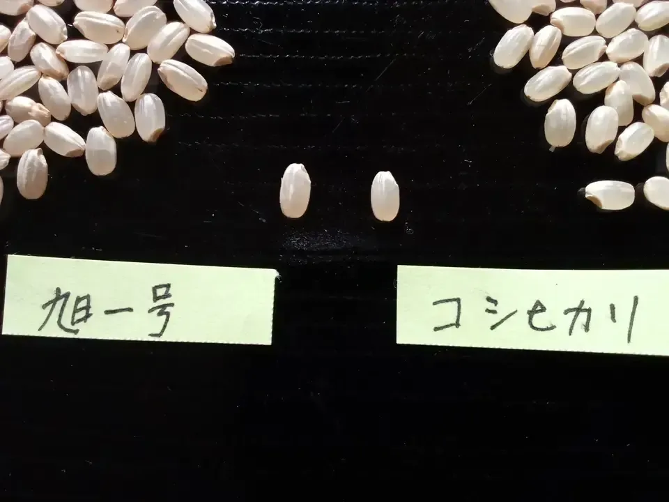 新米専用天日干し 天日干し 令和五年収穫 岡山県産 ひのひかり 玄米20㌔(精米可能