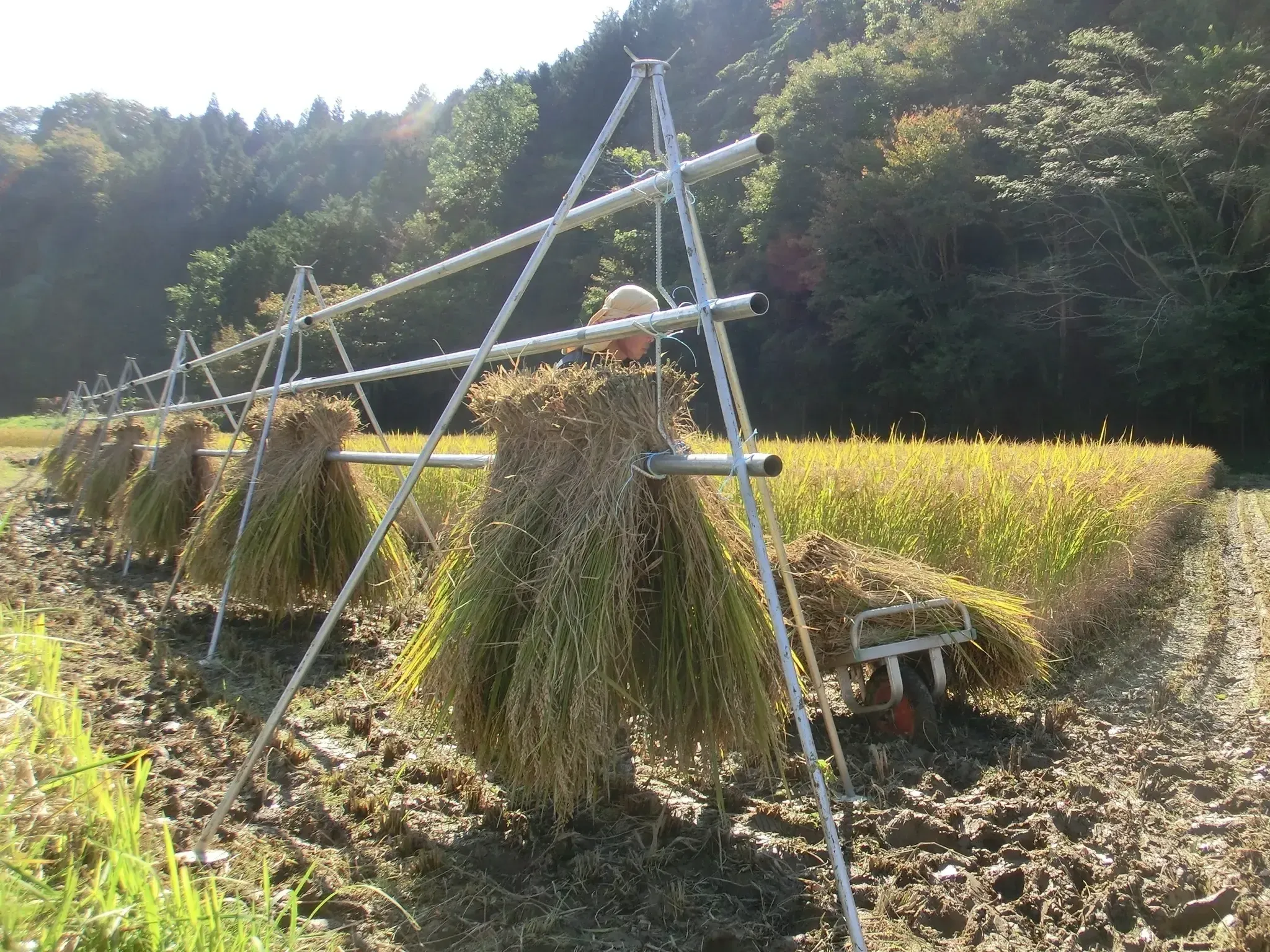 令和7年産　自然栽培米　10kg【旭一号】無農薬無肥料 手植え 手刈り 掛け干し 251222163604.webp