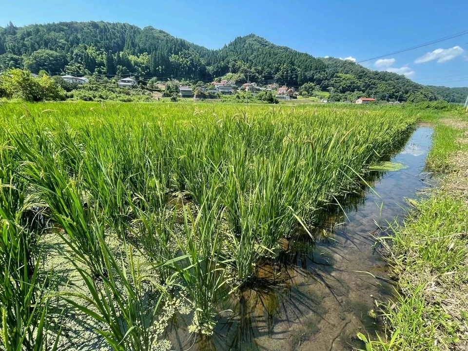 【30名限定・予約販売】令和8年産＜プリンセスサリー＞耕さない田んぼで育てた無農薬・はで干し米