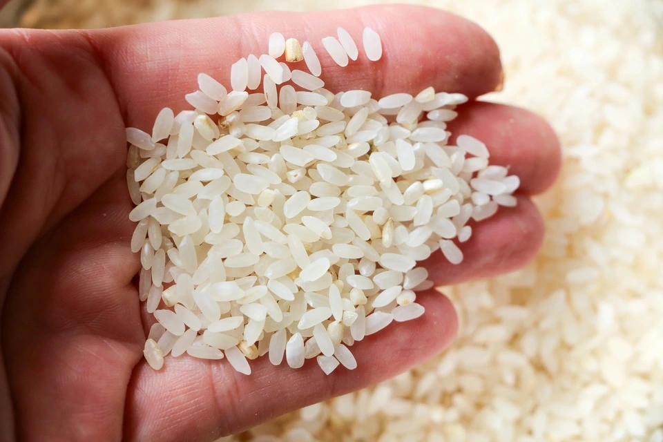 【令和8年度産｜予約販売・30名限定】＜プリンセスサリー＞耕さない田んぼで育てた無農薬・はで干し米　令和8年産