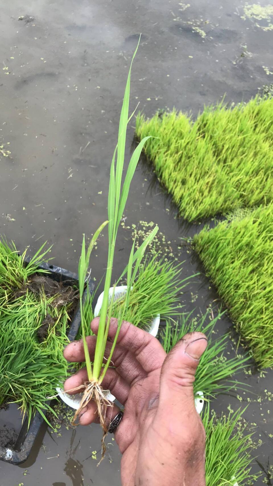 管77／種籾　ハッピーヒル　2400g うるち米　自然栽培米