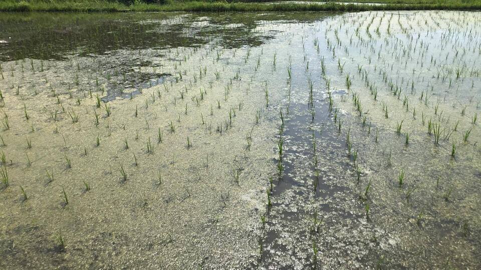 完売御礼】【新米】令和7年産＜ハッピーヒルうるち米＞無農薬・無化学