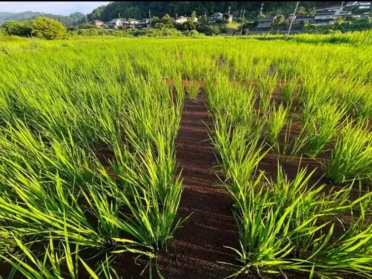 令和8年新米｜予約販売・30名限定】＜旭一号＞耕さない田んぼで育てた