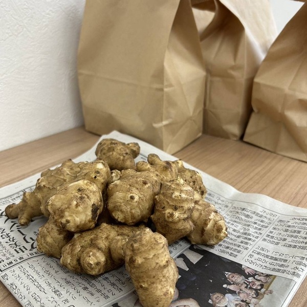 菊芋の苗 100本 以上 無農薬 自然栽培・菊芋】無農薬・無肥料／食用・種用にもできるスーパーフード