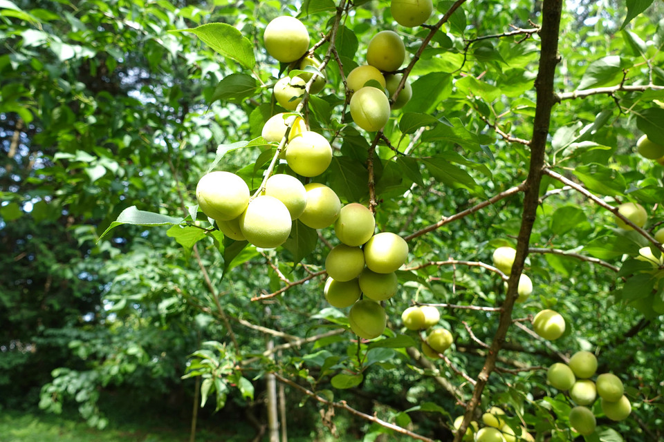 筑波の梅と国産テン菜糖だけで手作り＜完熟梅ジャム＞保存料着色料無添加