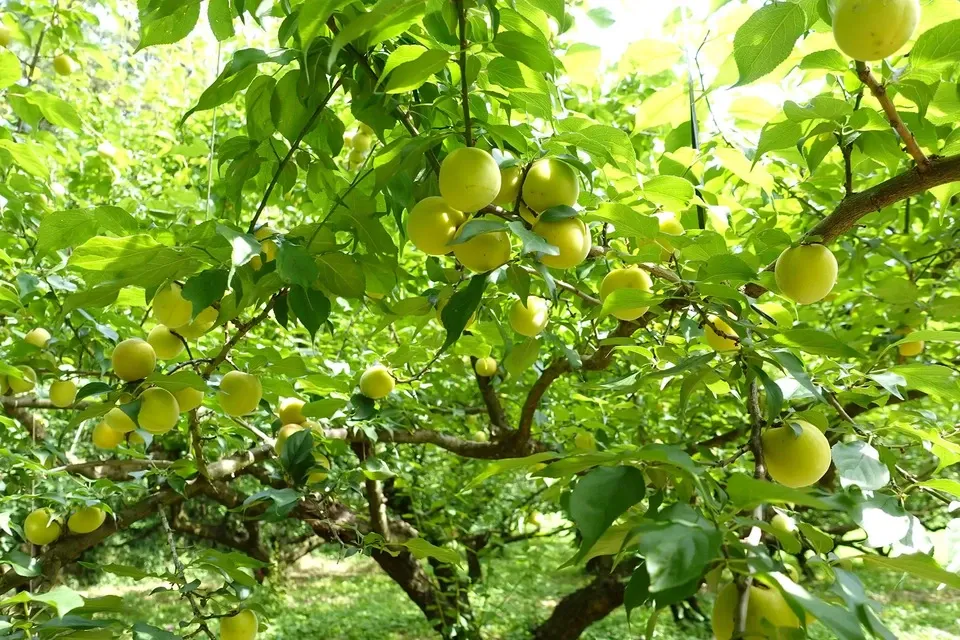 筑波の梅と砂糖だけで無加水手作り＜青梅シロップ＞保存料着色料無添加