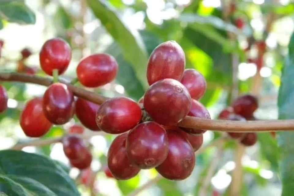 陶器焙煎<深煎りデカフェ/メキシコ珈琲豆「螺旋の土」>農薬・化学肥料不使用