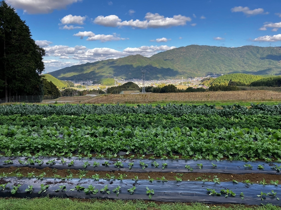 6月のお野菜もりもり御膳【無農薬米、無添加、野菜は有機または