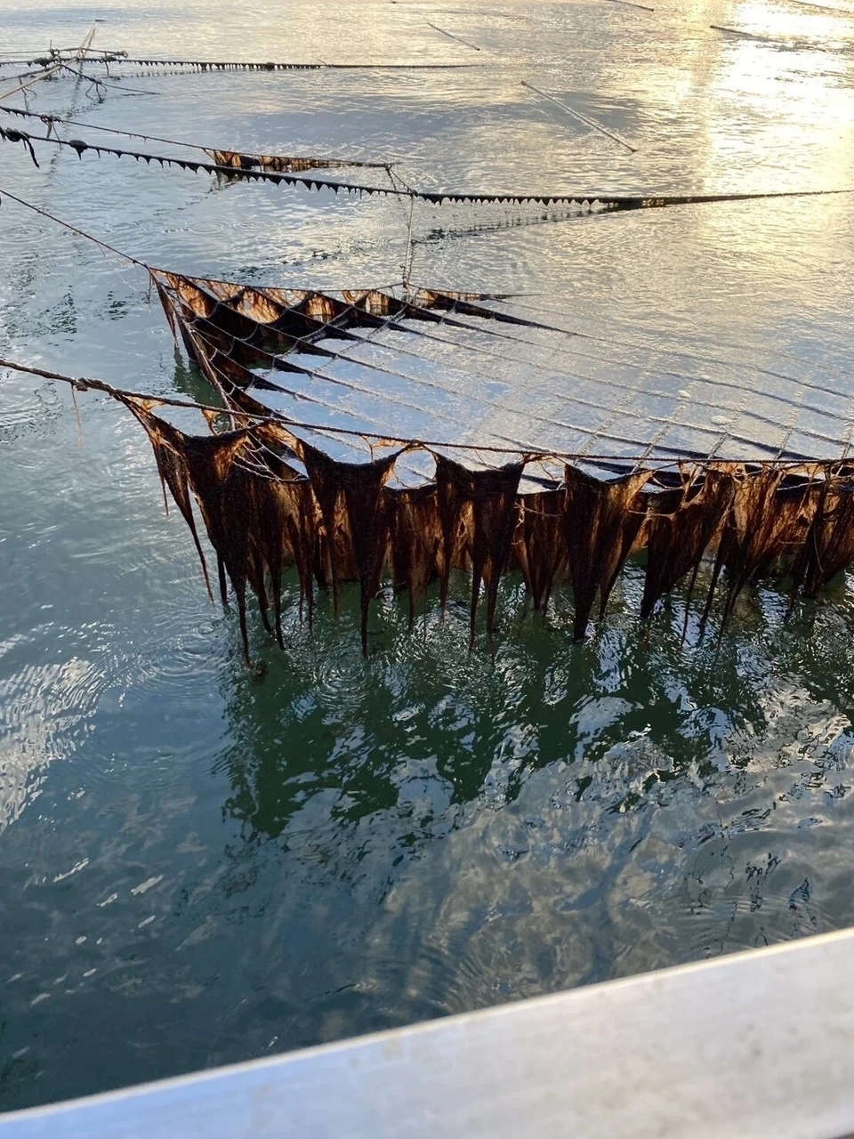 希少な有明海一番摘み焼き海苔〈たそがれ〉無添加・支柱式養殖