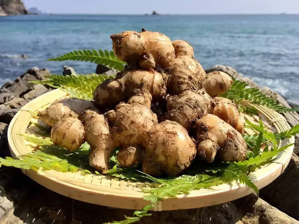 大分県産・自然栽培【農薬・肥料使っていません】生姜 10キロ　土付きです！ 230514152307.webp