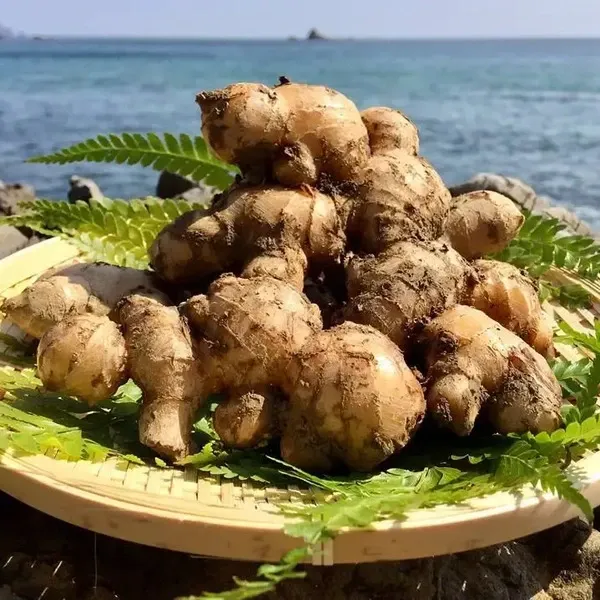 さやだんご 囲い生姜 5kg 農薬肥料栽培期間中不使用 熊本県産 さやだんご 囲い生姜 5kg 農薬肥料栽培期間中不使用 熊本県産 囲い