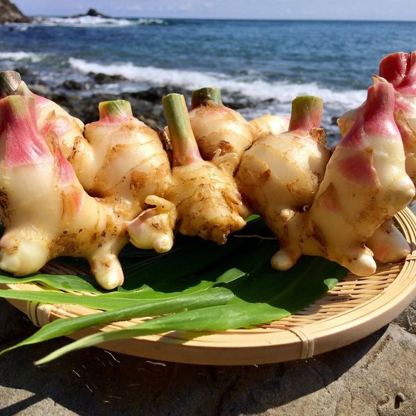 ご予約受付中！8月25日出荷】サクサク美味しい！自然栽培の新