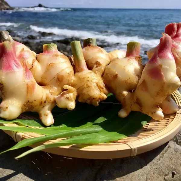 ご予約受付中！10月27日出荷】サクサク美味しい！自然栽培の新生姜 潮