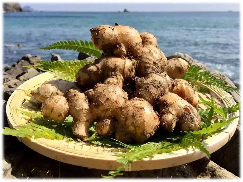 鰹乃國の生姜 農薬・化学肥料・除草剤不使用 潮と空農園 (高知県産