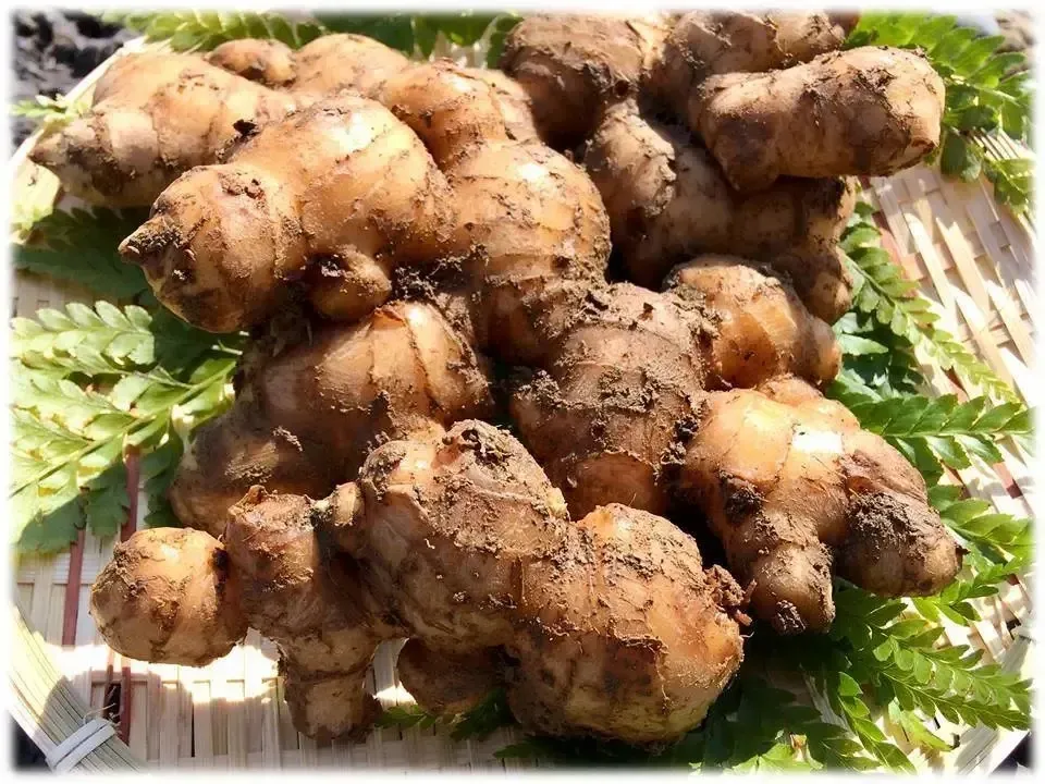 高知県産　農薬不使用有機肥料　生姜　10kg 楽天市場】【窪川産直】 生姜 有機JAS 無農薬 500g 1kg 2kg 4kg