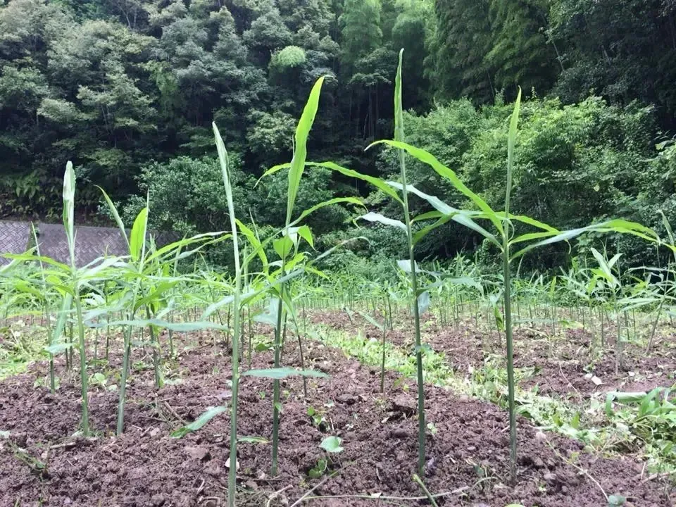鰹乃國の生姜 農薬・化学肥料・除草剤不使用 潮と空農園 (高知県産