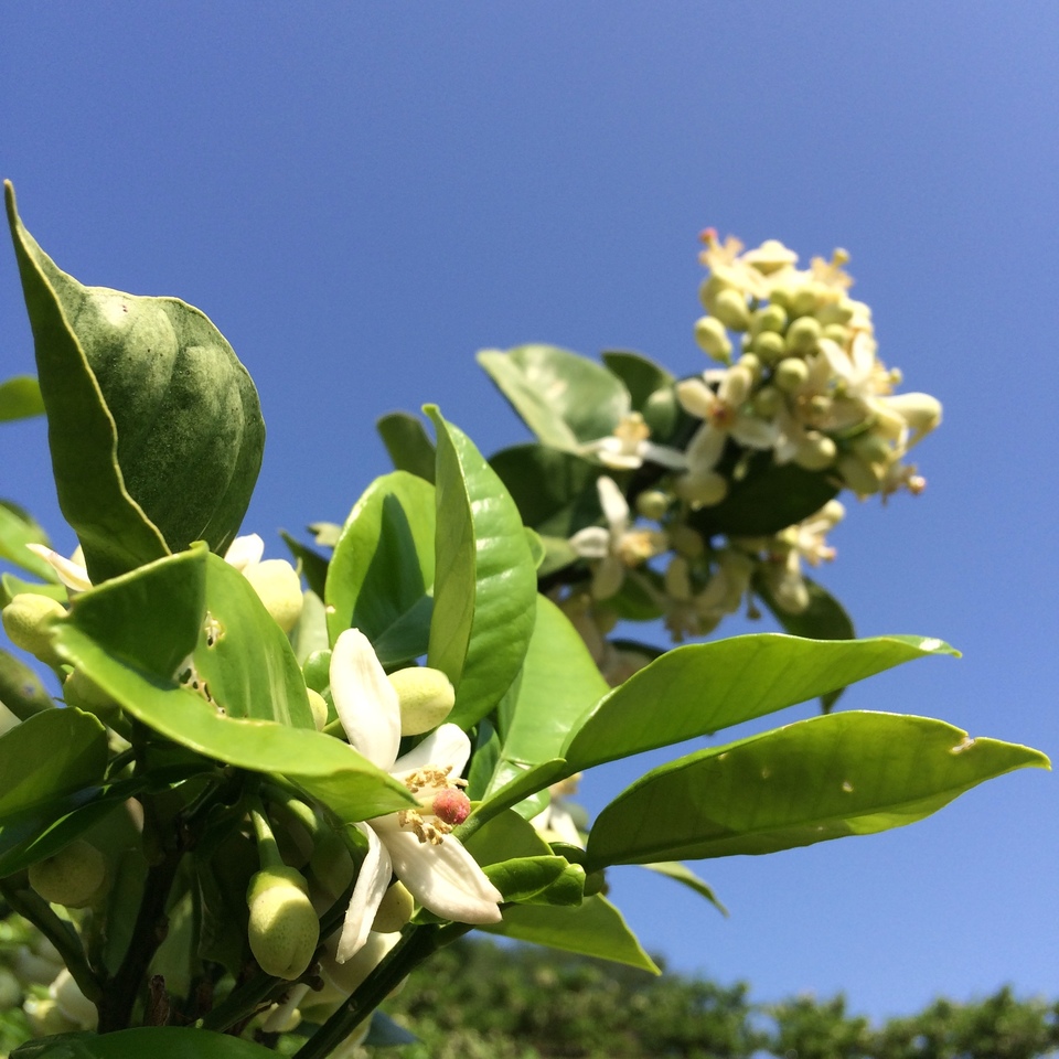 【26年度分・残りわずか!】お日様の文旦 農薬・化学肥料・除草剤不使用