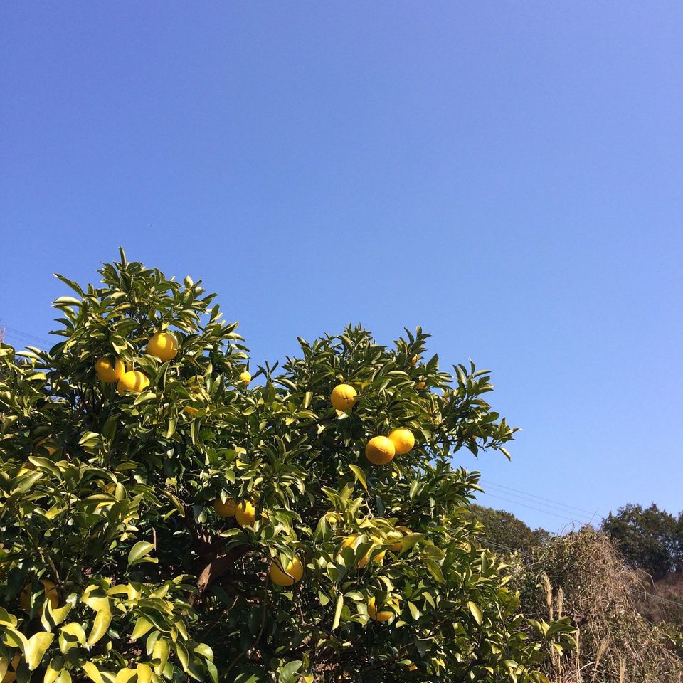 【極少量販売!】夏空の小夏 農薬・化学肥料・除草剤不使用