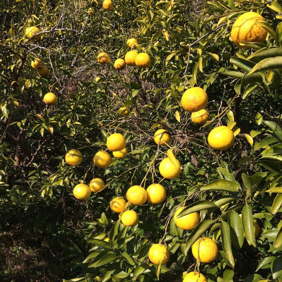 【極少量販売!】夏空の小夏 農薬・化学肥料・除草剤不使用