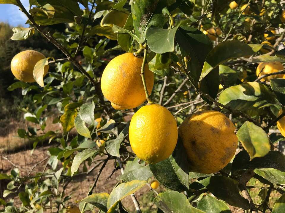 高知県産・自然栽培】ぎゅぎゅっとジューシー!「潮騒のレモン 高知県産・自然栽培】ぎゅぎゅっとジューシー!「潮騒のレモン