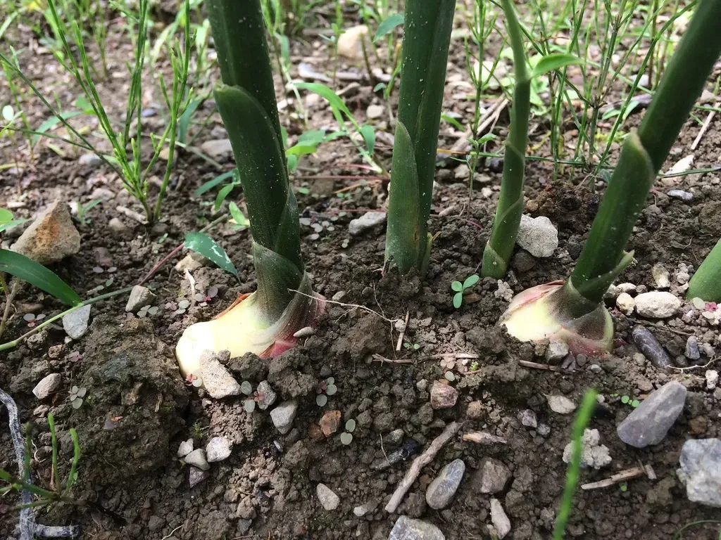 ご予約受付中！10月27日出荷】サクサク美味しい！自然栽培の新生姜 潮