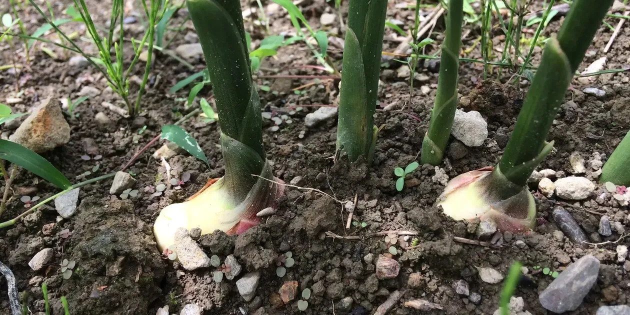 ご予約受付中！10月27日出荷】サクサク美味しい！自然栽培の新生姜 潮