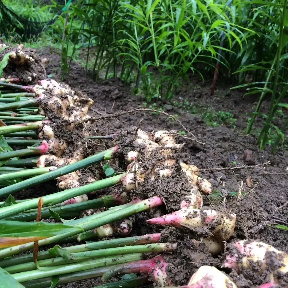ご予約受付中！10月27日出荷】サクサク美味しい！自然栽培の新生姜 潮