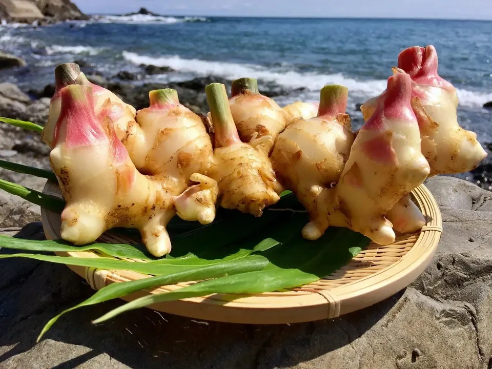 ご予約受付中！10月27日出荷】サクサク美味しい！自然栽培の新生姜 潮