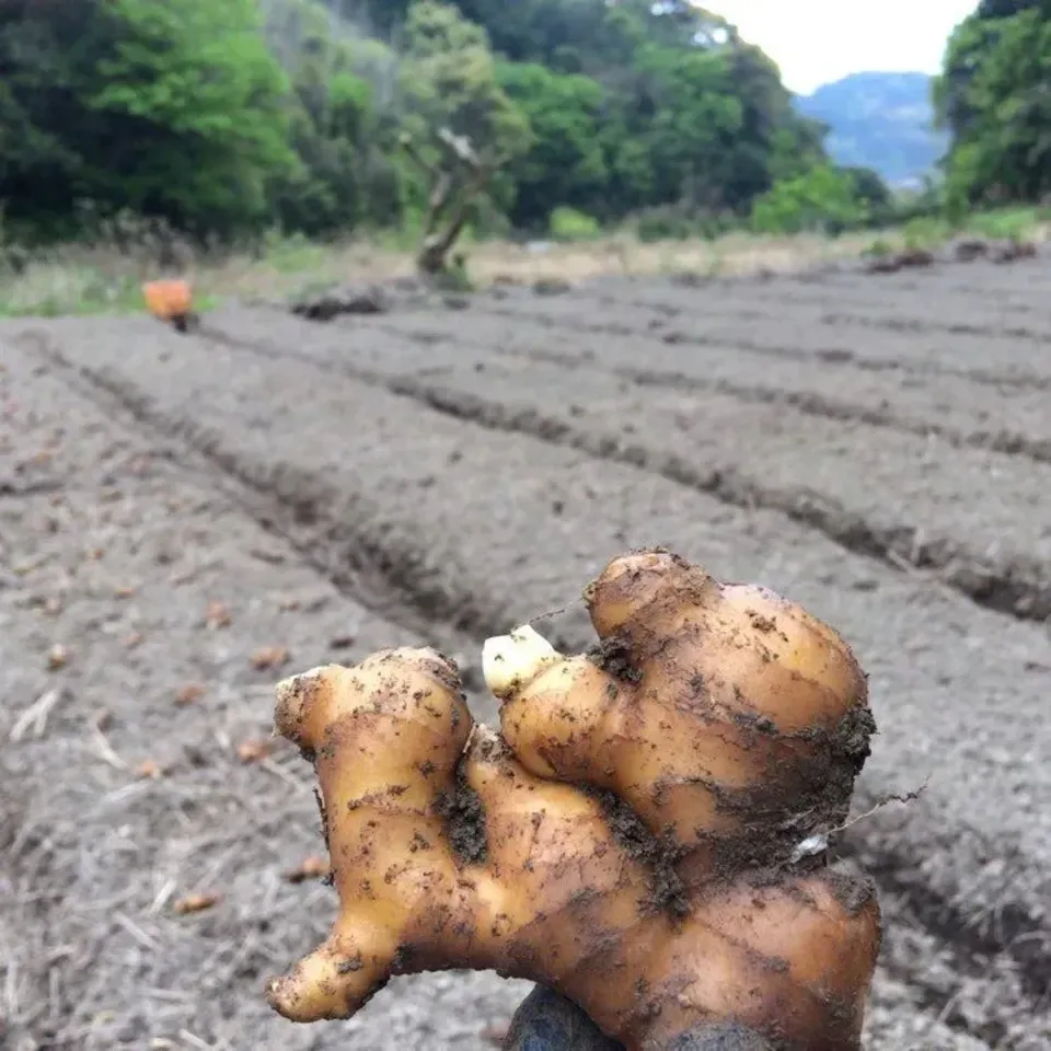 メール便・ラベルレス】生姜のかけら(乾燥スライス) 潮と空農園 (高知