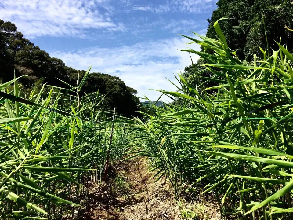鰹乃國の生姜 農薬・化学肥料・除草剤不使用 潮と空農園 (高知県