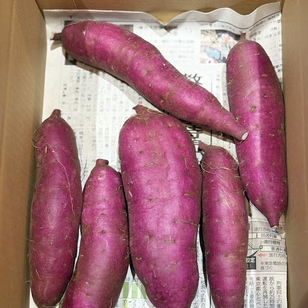 品のよい甘さの熟成紫芋＜パープルスイートロード＞完全無農薬・無肥料