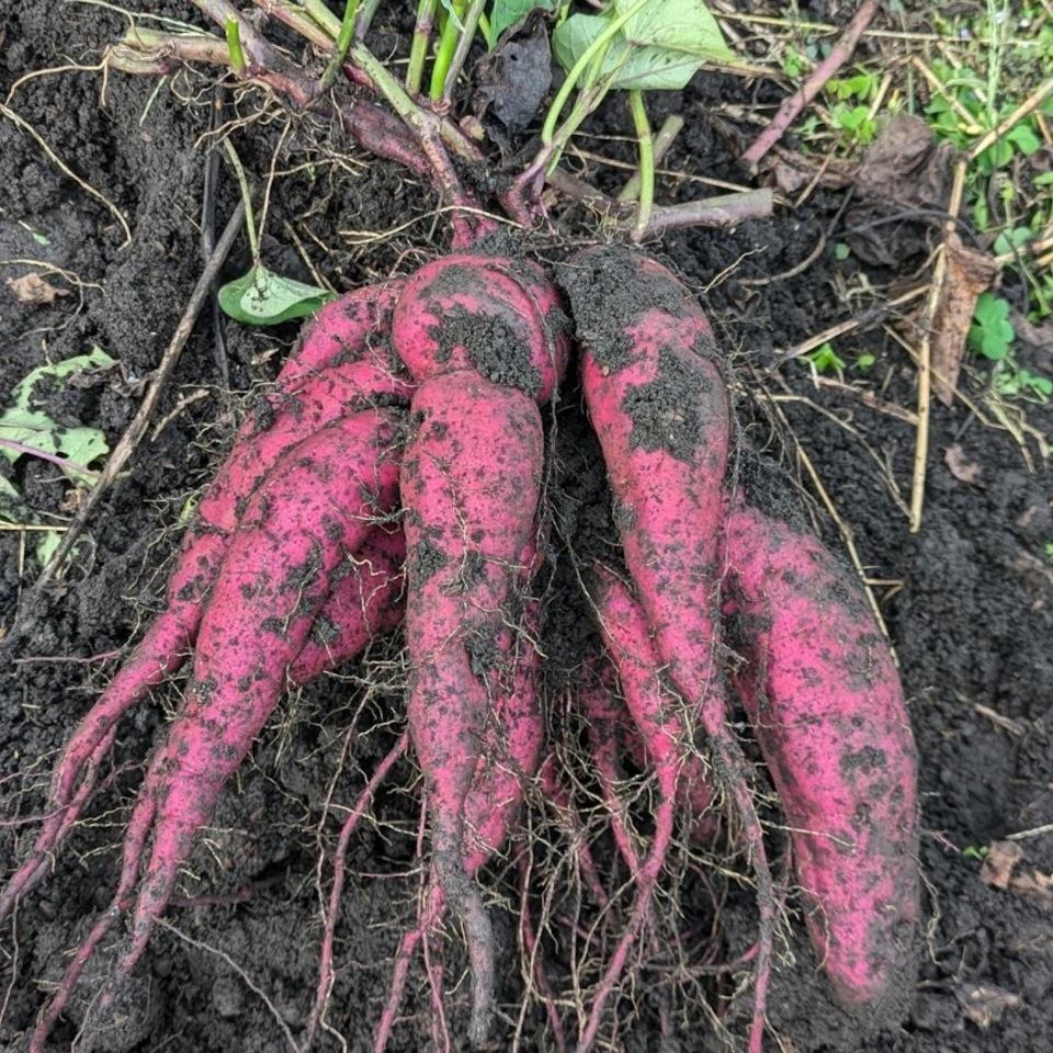 品のよい甘さの熟成紫芋＜パープルスイートロード＞完全無農薬・無肥料