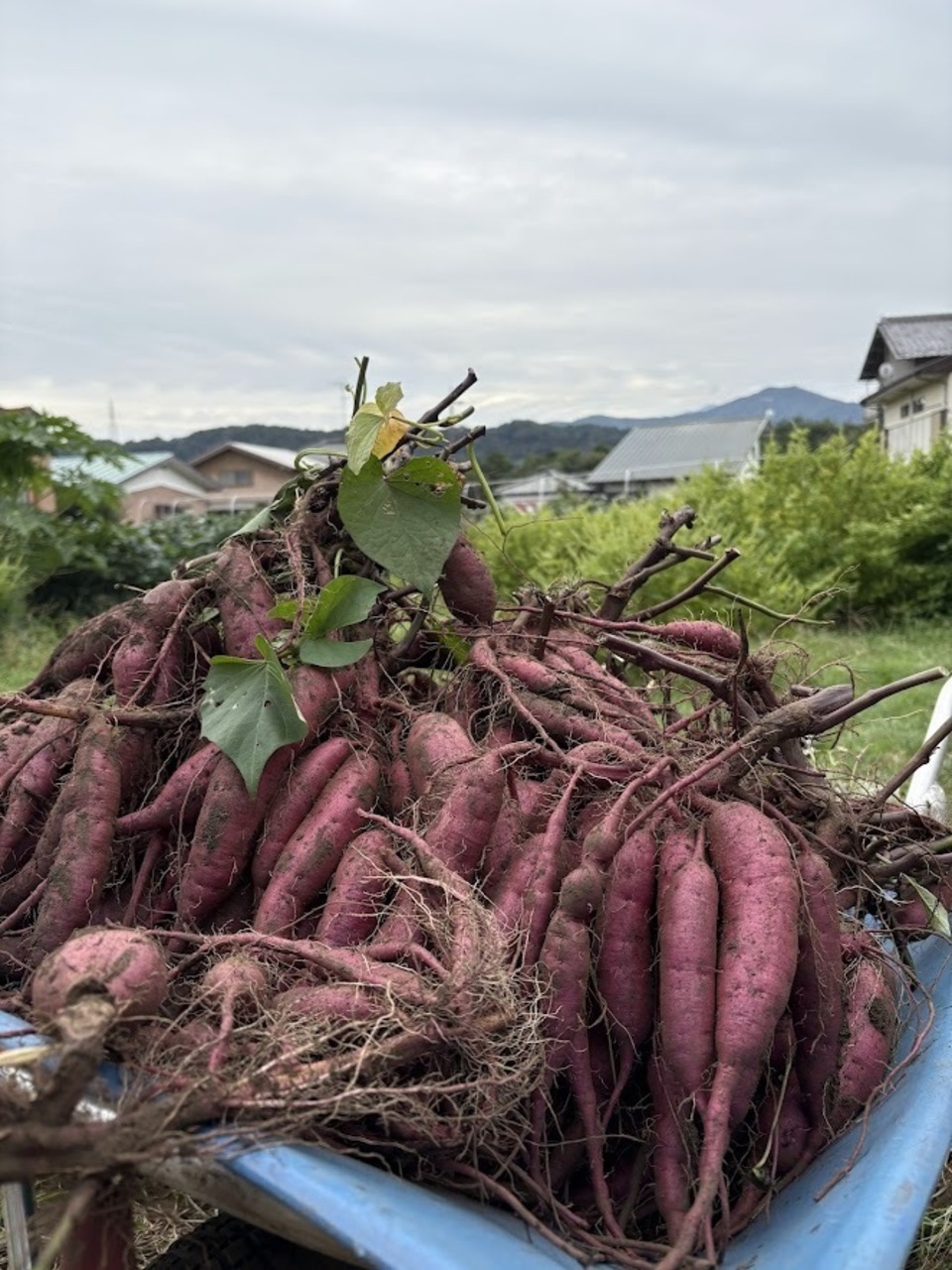 品のよい甘さの熟成紫芋＜パープルスイートロード＞完全無農薬・無肥料