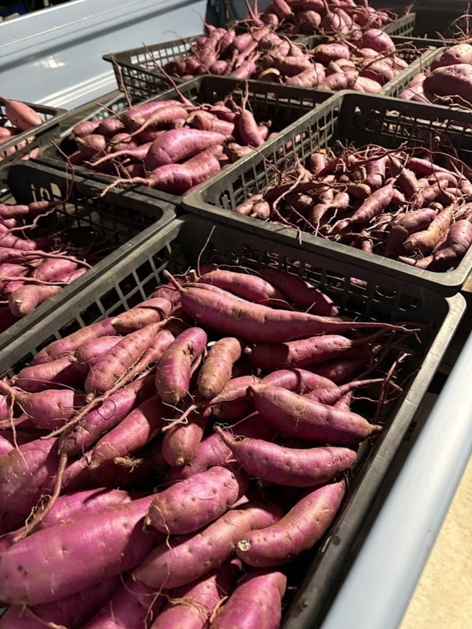 パープルスイートロード紫芋苗300本 品のよい甘さの熟成紫芋＜パープルスイートロード＞完全無農薬・無肥料