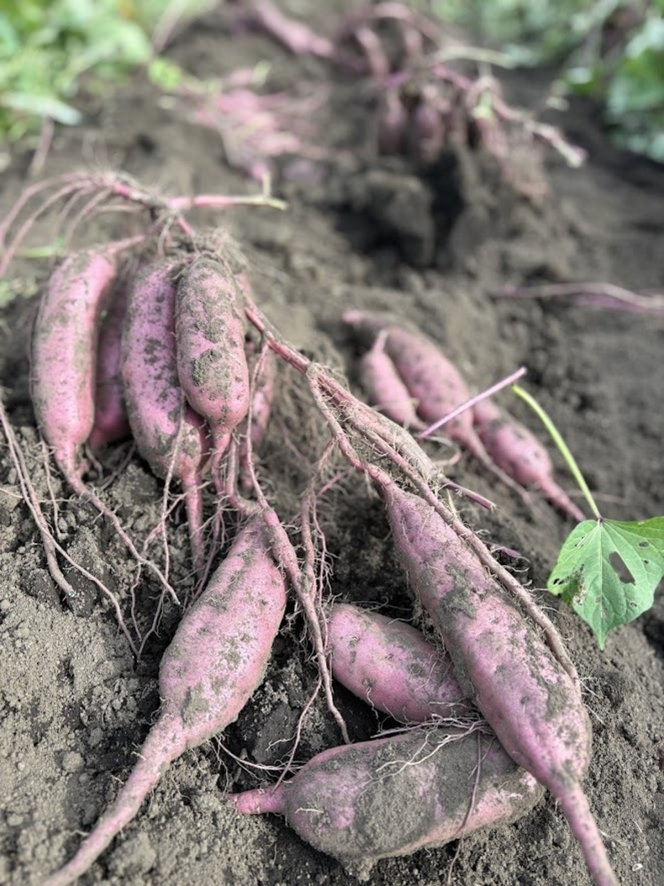 紅あずま 懐かしいほっこり甘い熟成＜紅あずま＞完全無農薬・無肥料・微生物農法