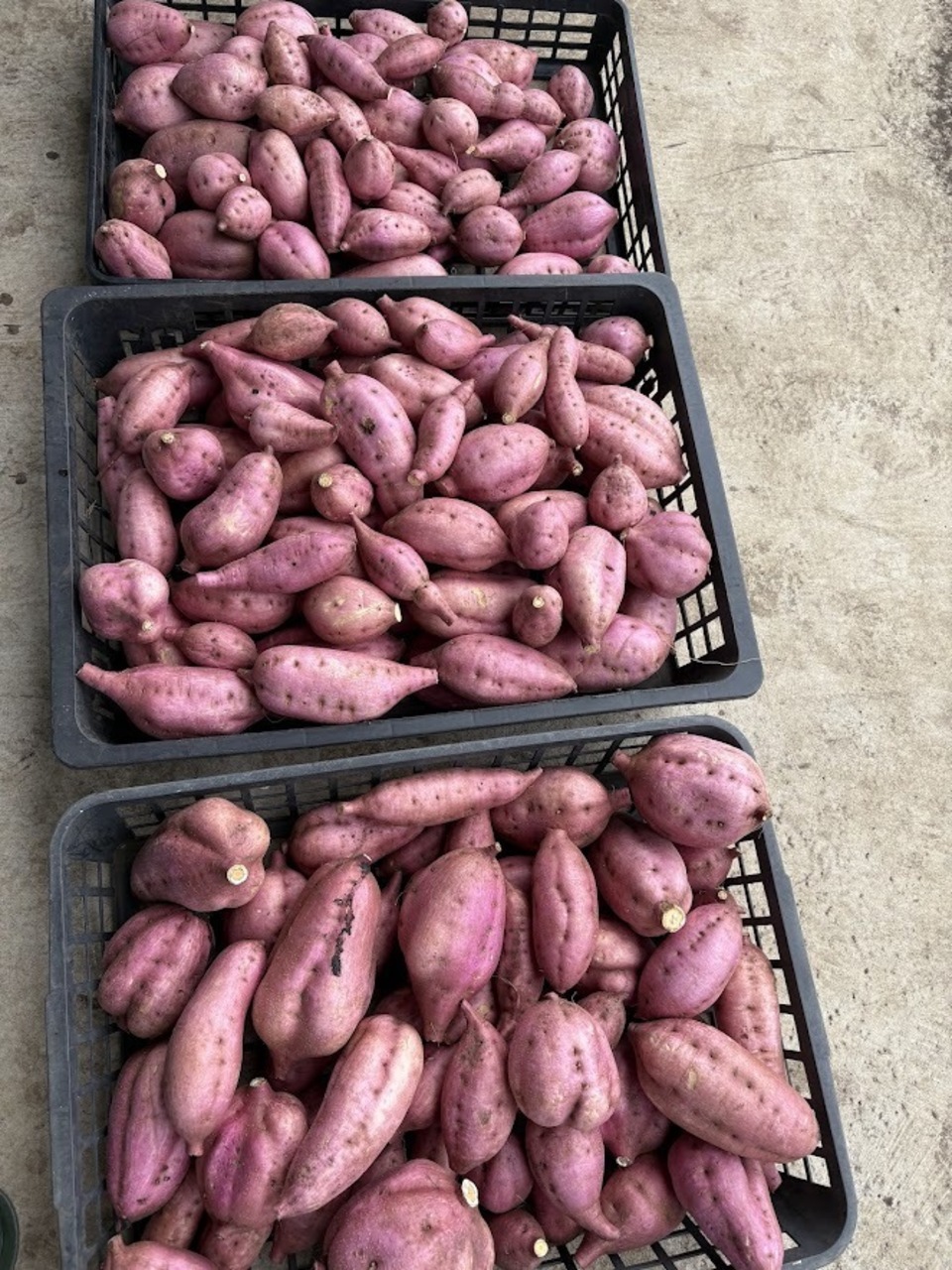 ねっとり甘～い熟成＜安納芋＞完全無農薬・無肥料・微生物農法栽培