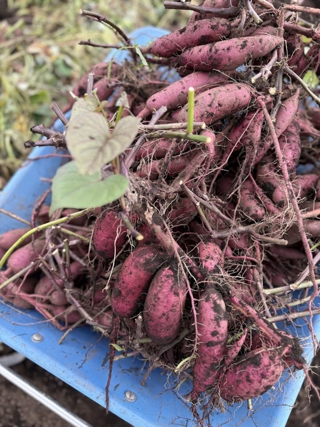 パープルスイートロード紫芋苗300 紫芋（パープルスイートロード）収穫 | もみ殻ぼかしとは 材料