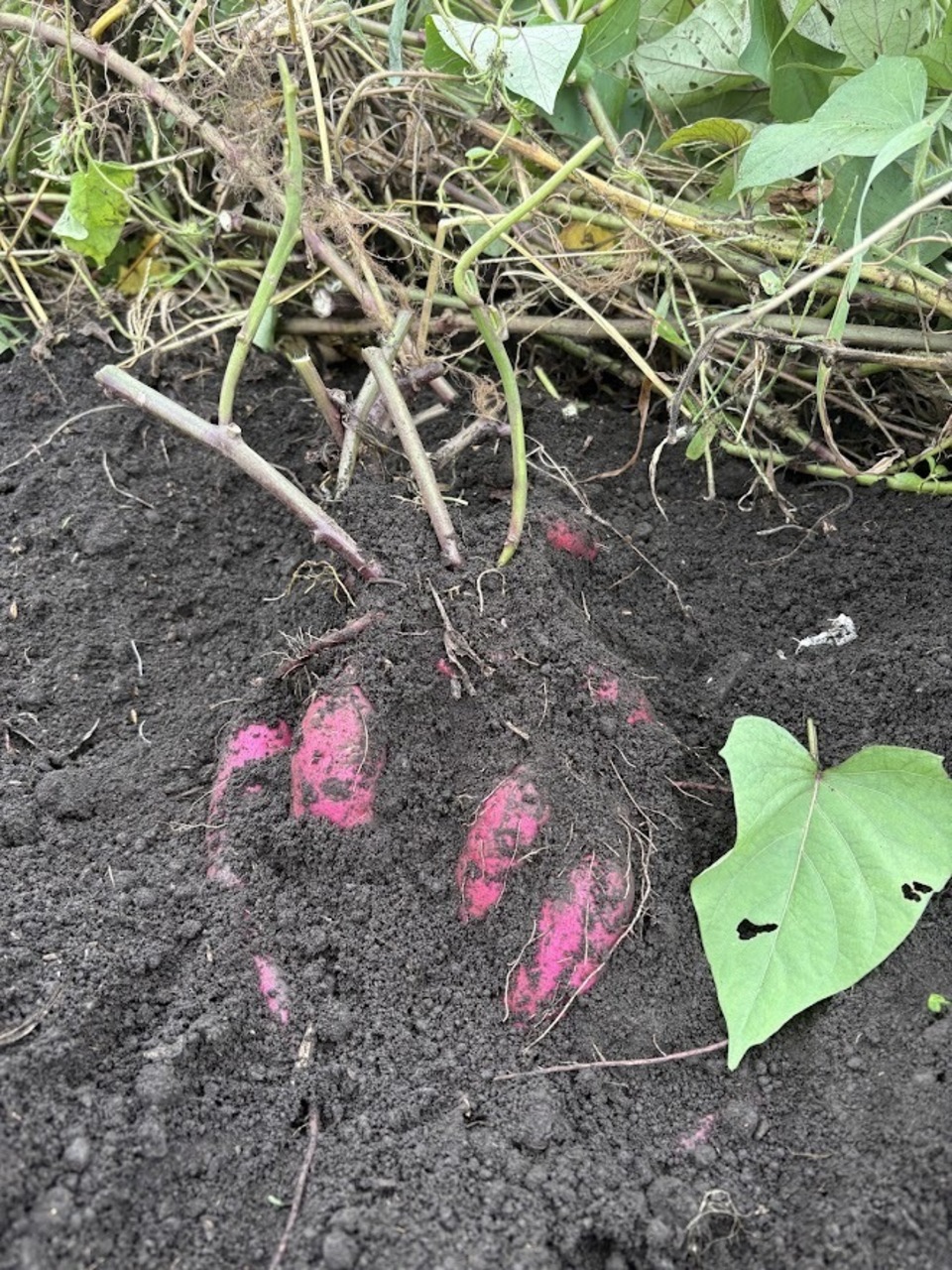 ６月14日発送パープルスイート680はるか170 紫芋（パープルスイートロード）収穫 - たべるとくらすと