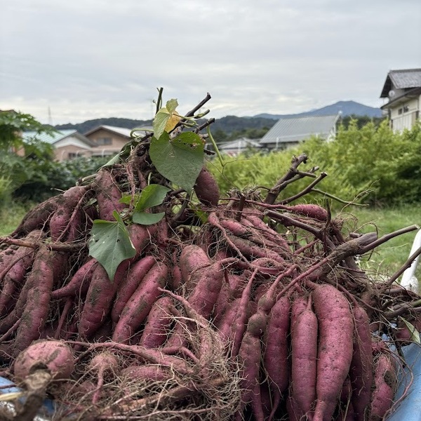 パープルスイート紫芋苗200本セール 予約販売】さつまいも パープルスイートロード 5kg（Lサイズ