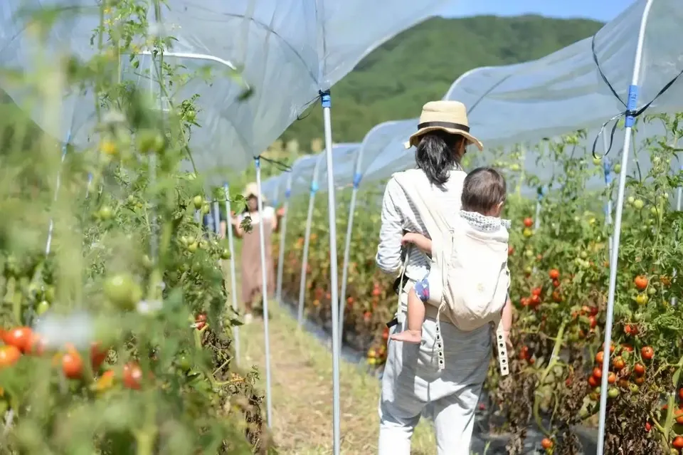 自然栽培で育てた完熟中玉トマト