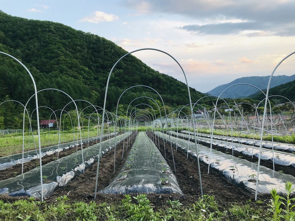 自然栽培で育てた〈ミニトマト〉