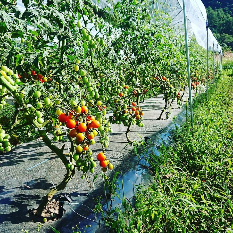 自然栽培で育てた〈ミニトマト〉
