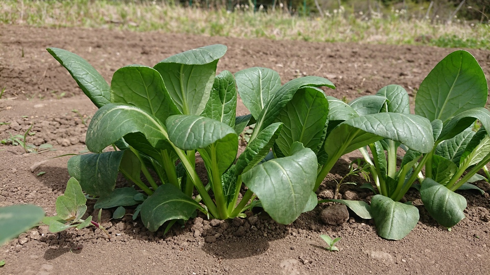 【旬をたっぷり】自然栽培の手渡したくなるお任せ野菜SET